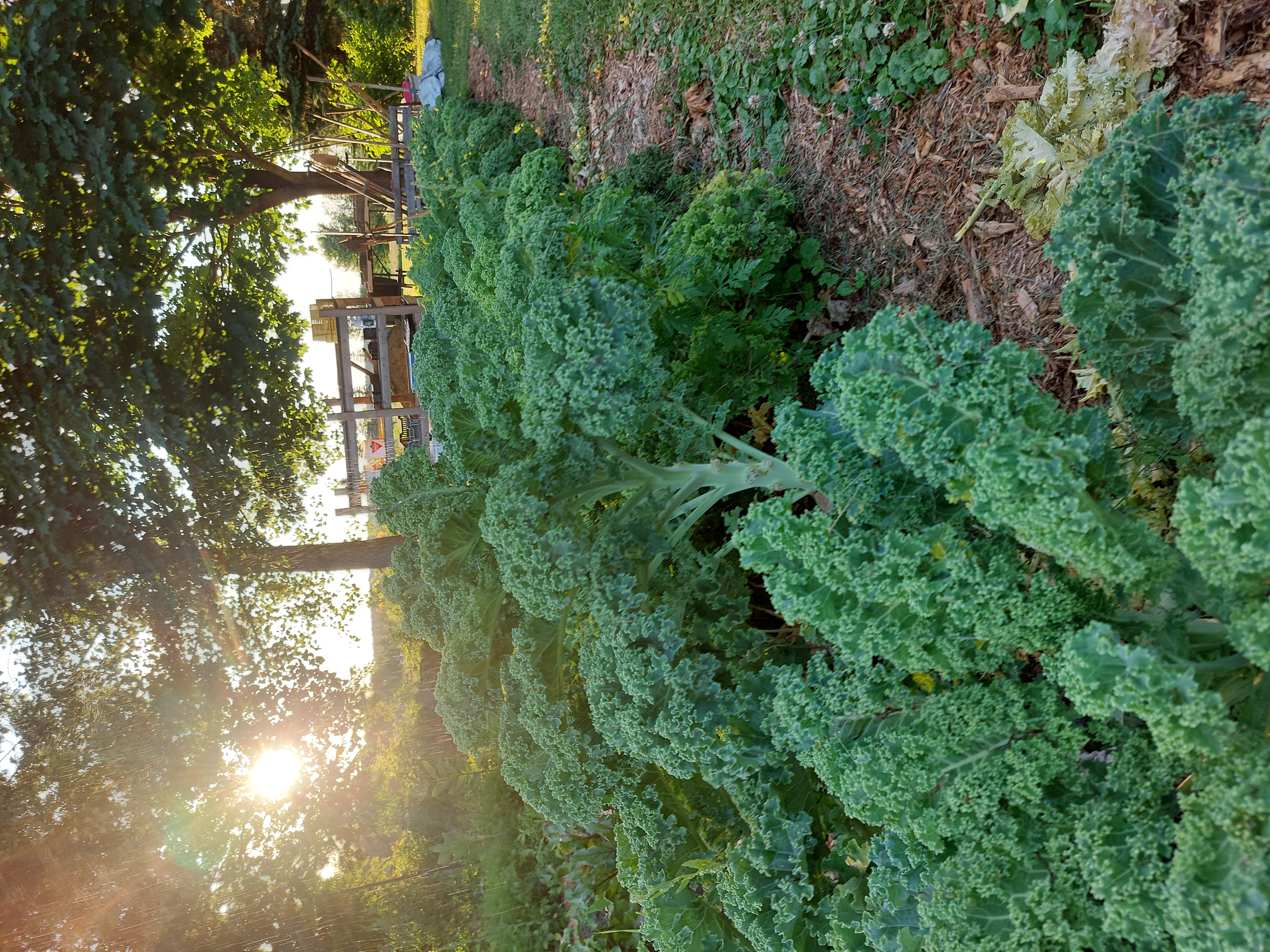 Green Kale
